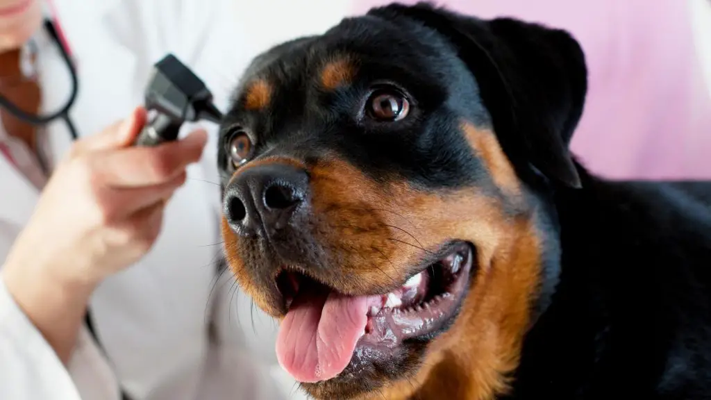 How To Clean Rottweiler Ears