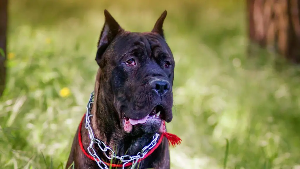 Why Are Cane Corso Ears Cropped